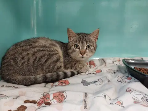Petit Coeur