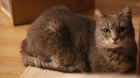 SAHARA (FR)