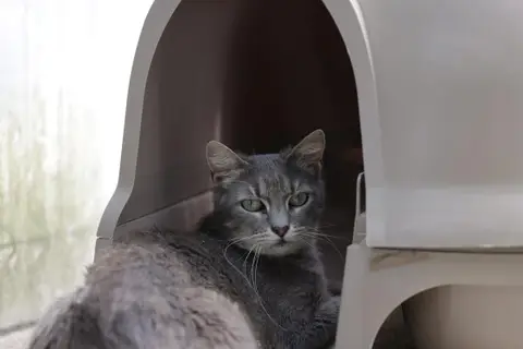 SAHARA (FR) photo 3