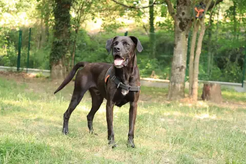 Oggy photo 5