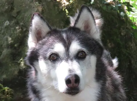ARIA photo 2