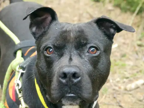 SNOOP