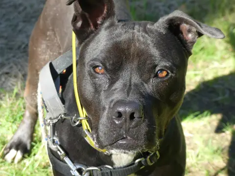 SNOOP photo 8