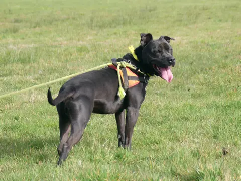 SNOOP photo 9