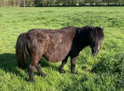 VADOR DE BELNOE