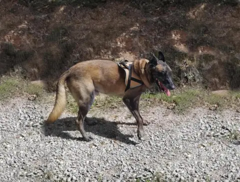 Jack photo 3