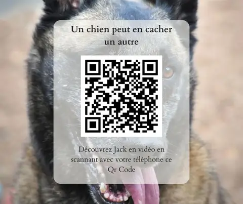 Jack photo 4