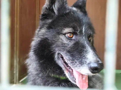 PACA