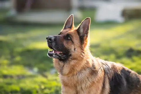 Orla
