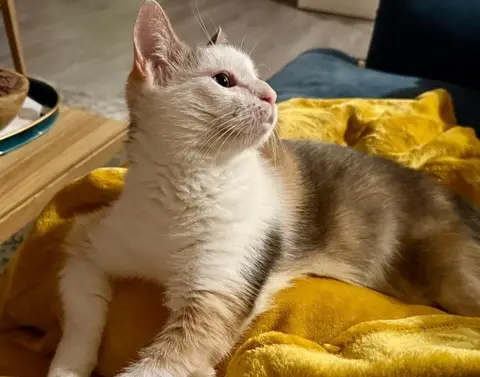 kincha