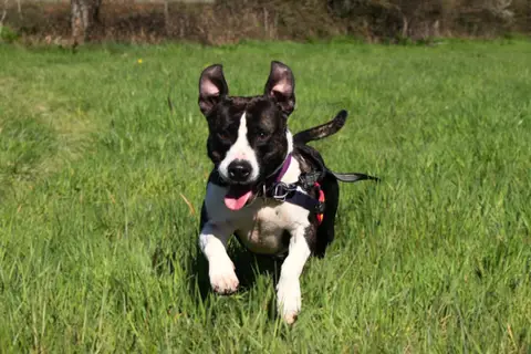 RHODA photo 3