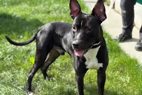 POGO photo 2