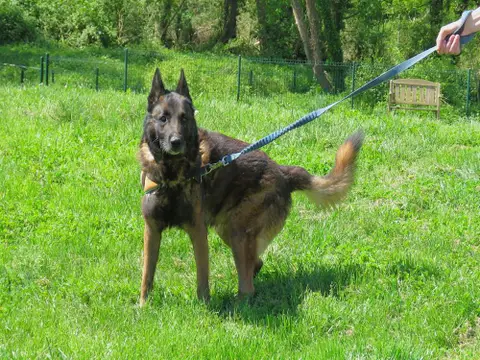 TYSON photo 2