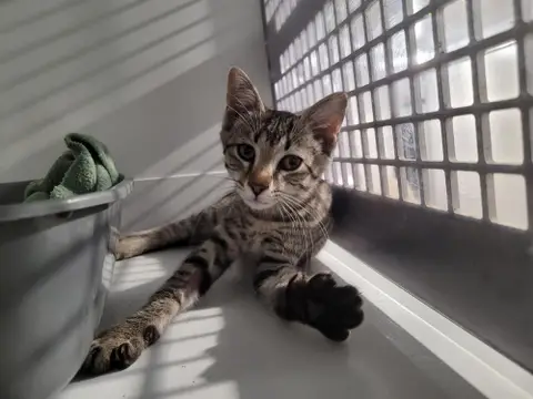 ELLA (réservée)