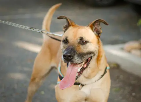 MARLEY HAA24555 photo 3
