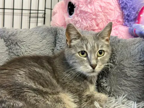 MISSY en SOS URGENT