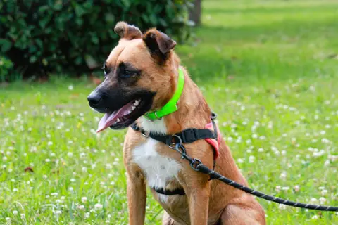DAX photo 6