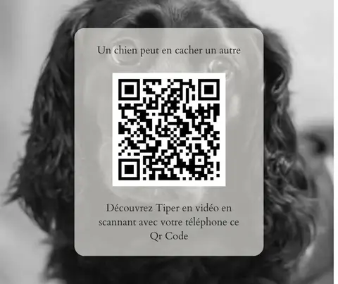 Tiper photo 4