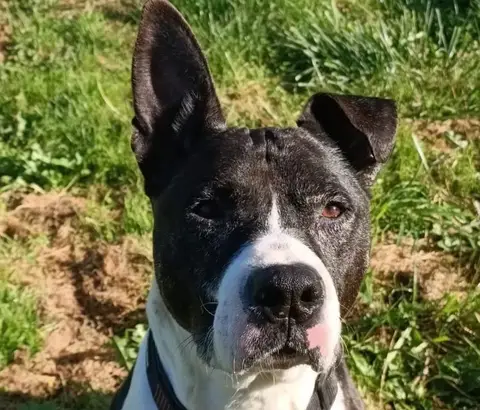 CAPONE photo 5