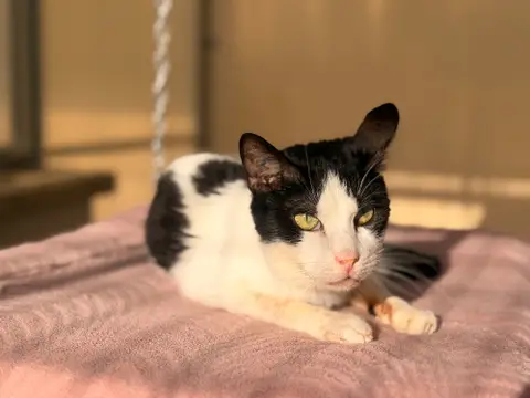 KIT KAT