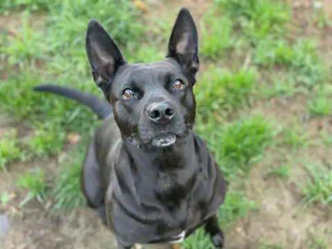 KAYA