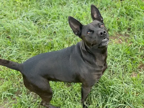 KAYA photo 3