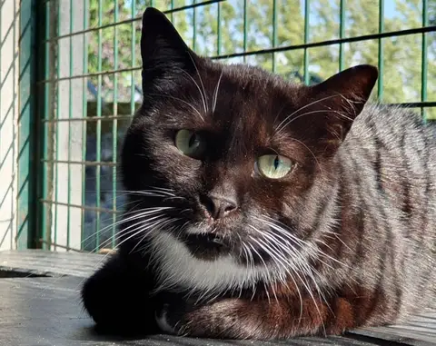 SURICAT C