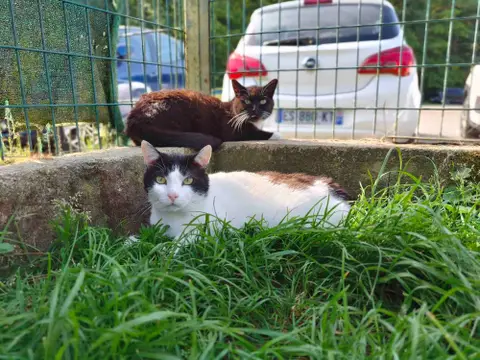 SURICAT C photo 2