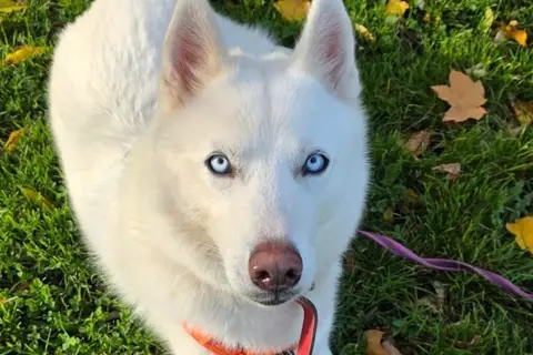 LASKA