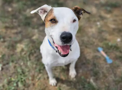 TAZ