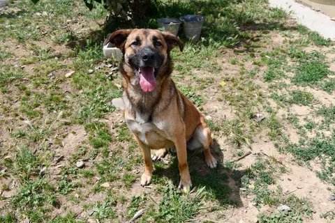 Rocky photo 2