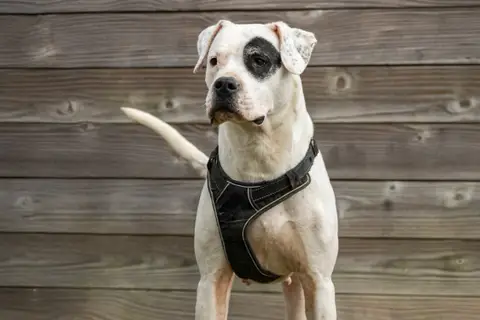 ALDERAAN (adoption duo) photo 3