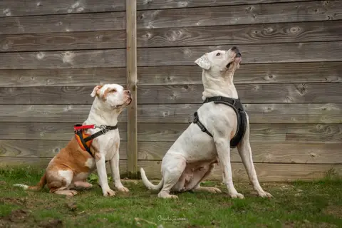 DIABOLO (adoption duo) photo 2