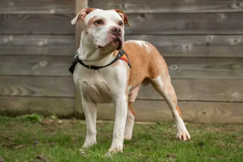 DIABOLO (adoption duo) photo 3