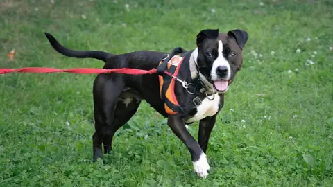 ARTEMIS