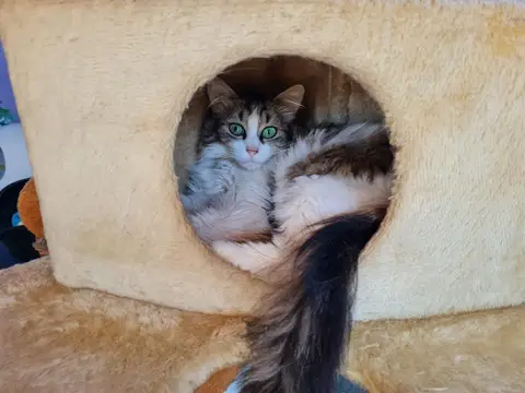BINGA