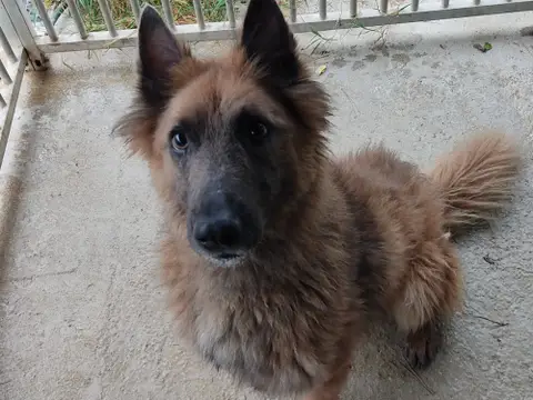 TEDDY