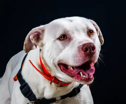 PERDITA photo 4
