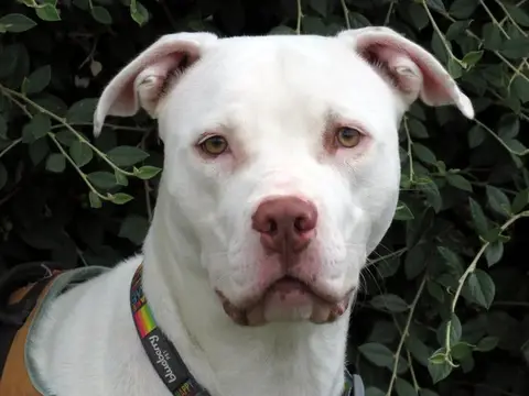 PERDITA photo 5