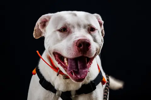 PERDITA photo 6
