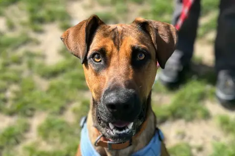 REX
