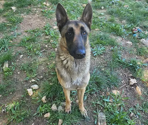 GINO
