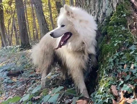 REX photo 7