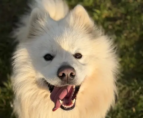 REX