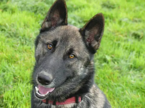 REX