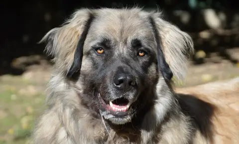 SIMBA CHAO