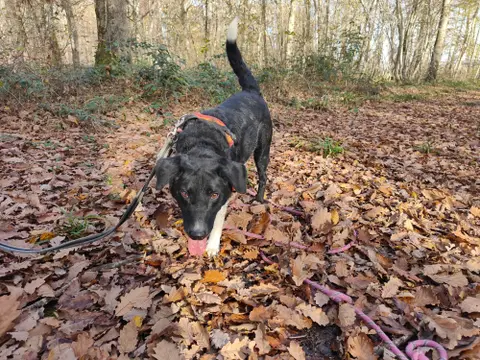 ROKY photo 3