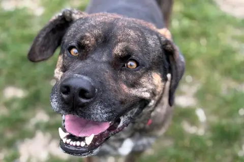 TYSON