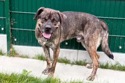 TYSON photo 2