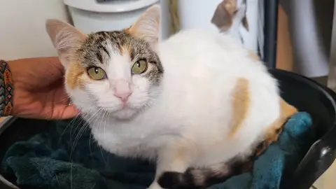 MINETTE